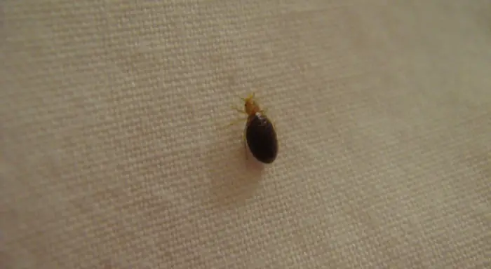 Homeowners insurance coverage and bed bugs