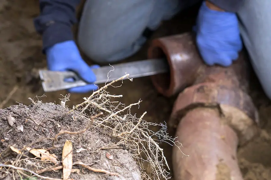 Does Homeowners Insurance Cover Tree Roots In Sewer Line?