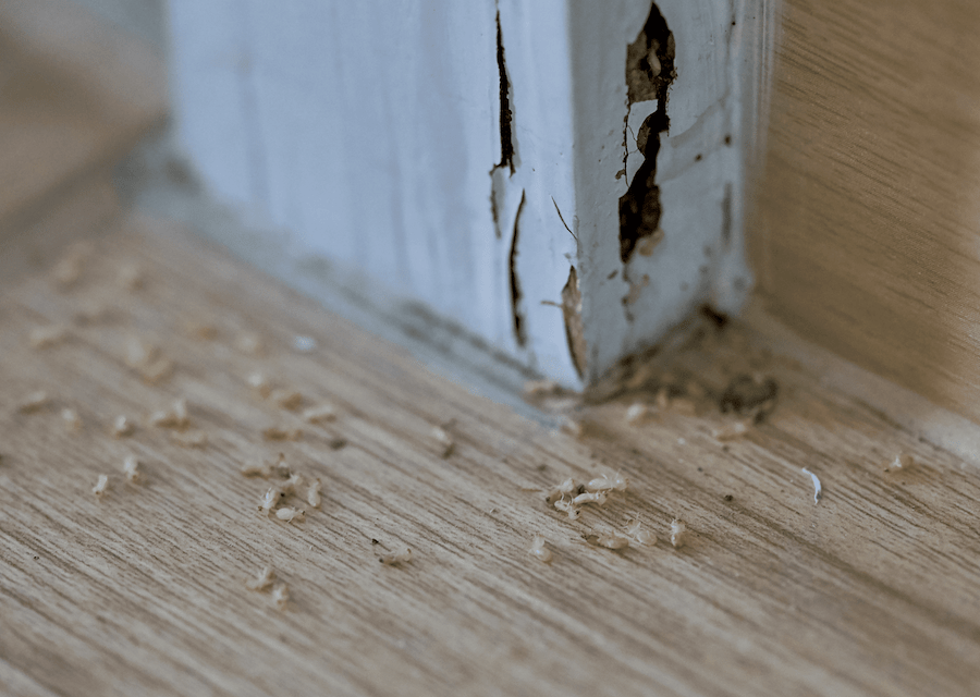 Does Home Insurance Cover Termite Damage